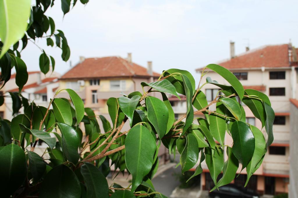 Zoya Guest House Ravda Buitenkant foto